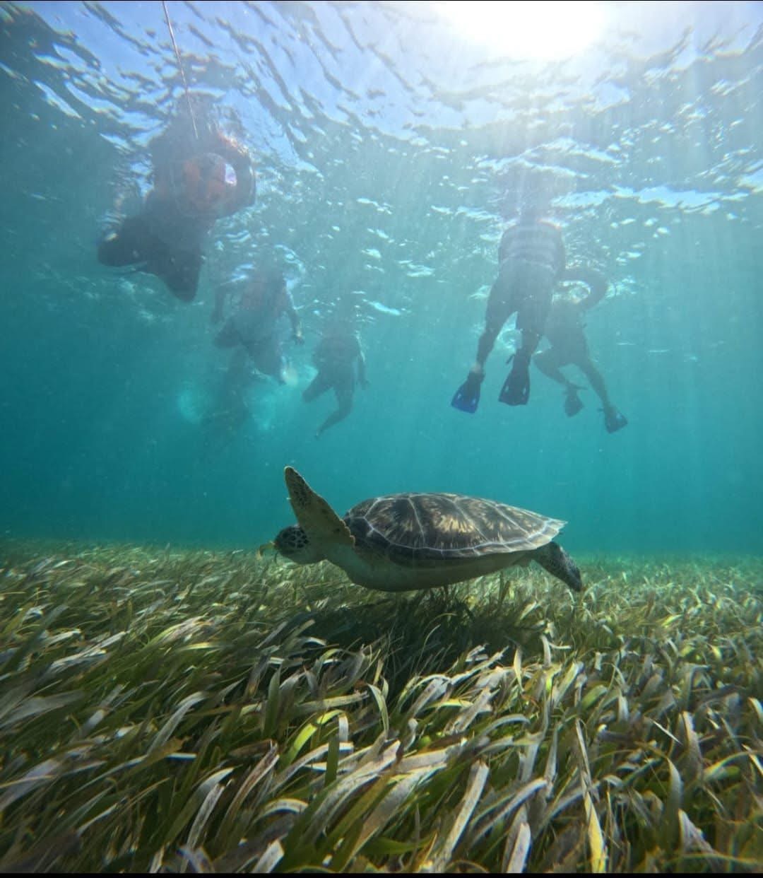 Snorkelers swimming with sea turtle