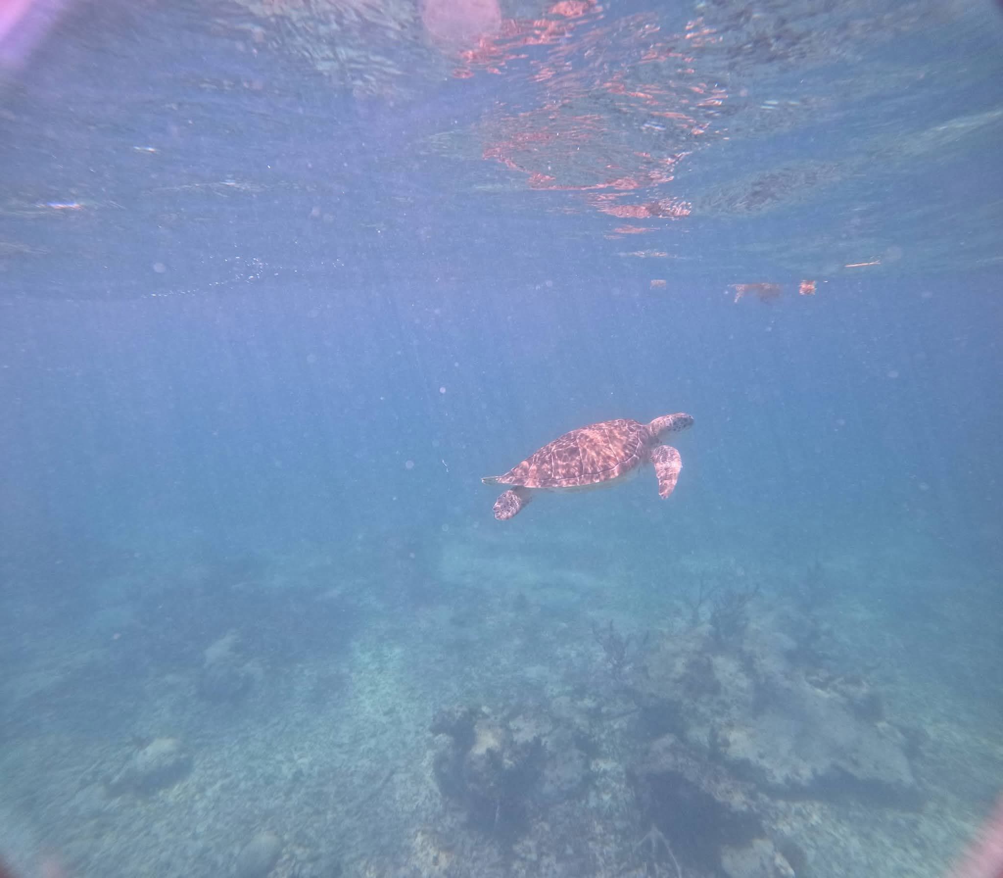 Sea turtle swimming underwater